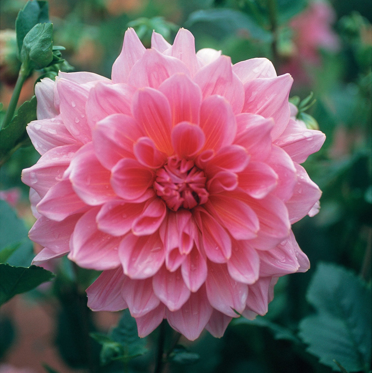 Hadeco Dahlia Border - Bluesette - 2 bulbs