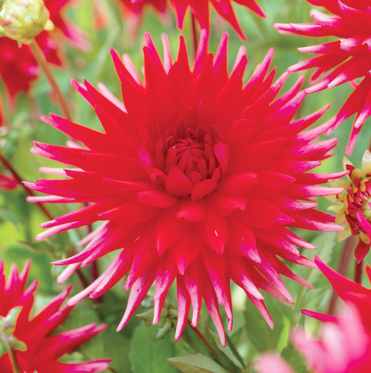 Hadeco Dahlia Cactus - Cheerio - 1 bulb