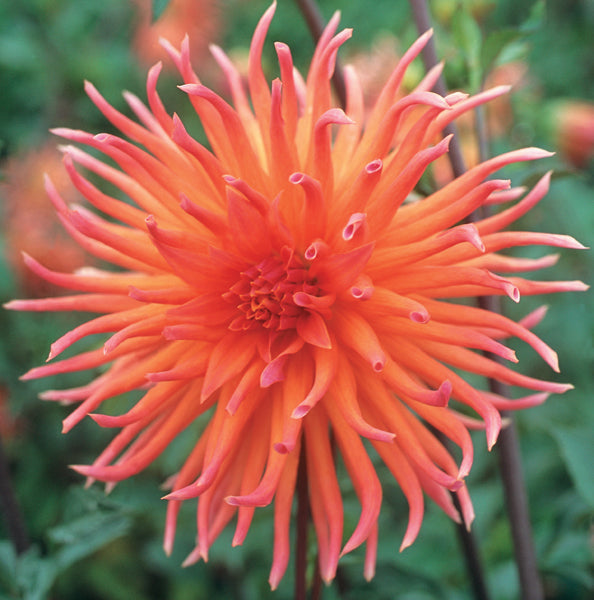 dahlia-colour-spectacle-small-catalogue.jpg