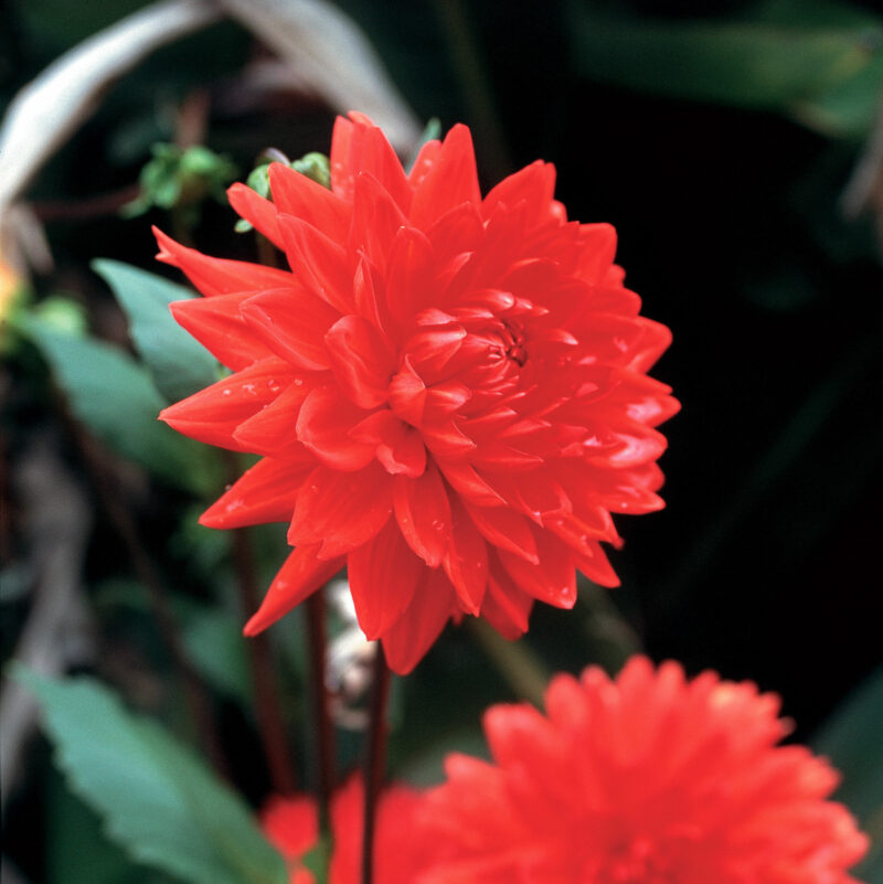 Hadeco Dahlia Decorative - Red - 2 bulbs