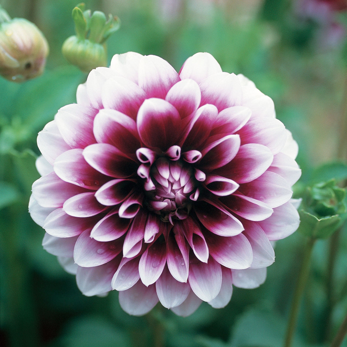 Hadeco Dahlia Decorative - Edinburgh - 1 bulb