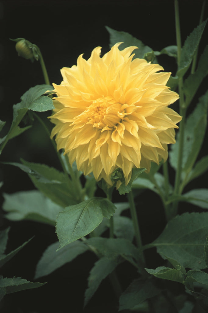 dahlia-edna-comstock-single.jpg