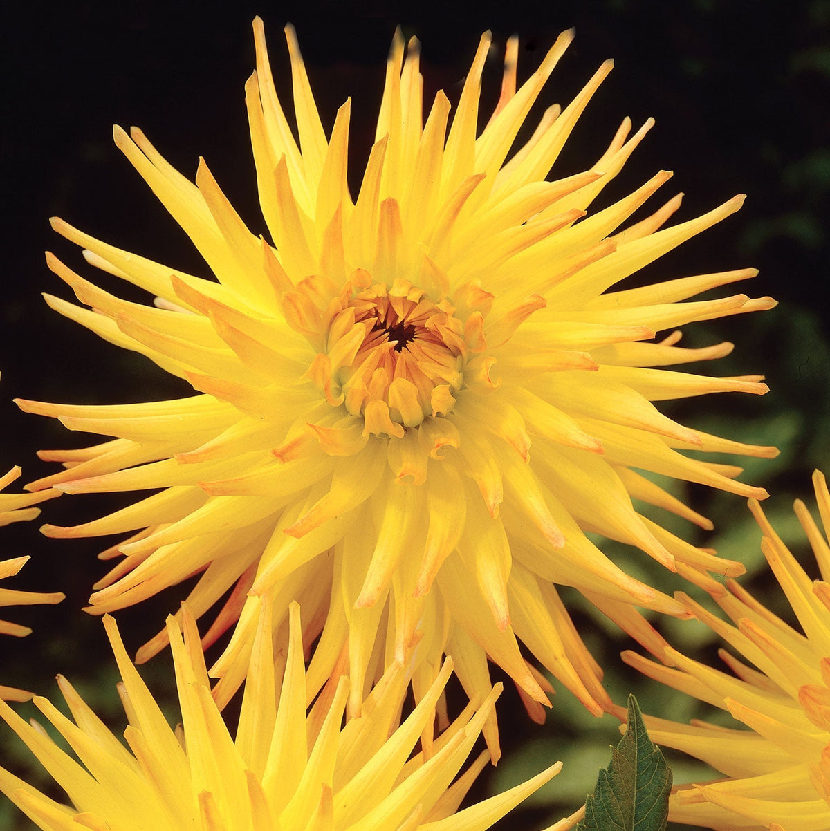 Hadeco Dahlia Cactus - Einzi - 1 bulb