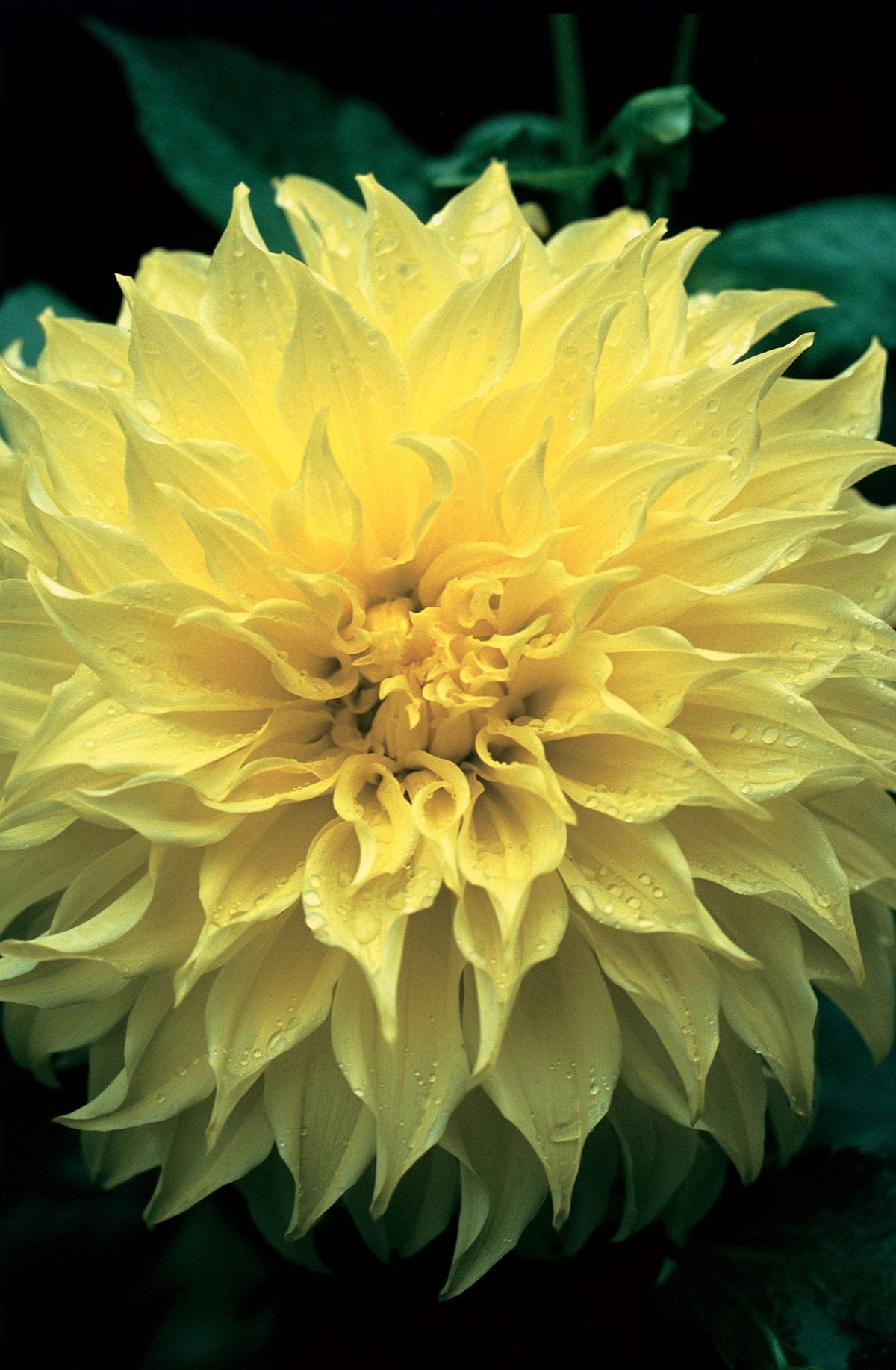 Hadeco Dahlia Dinner Plate - Kelvin's Floodlight - 1 bulb