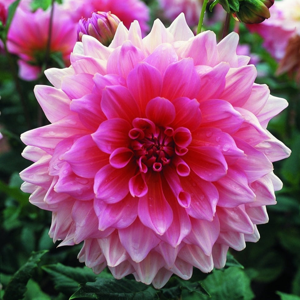 dahlia-lavendar-perfection-single-A4.jpg