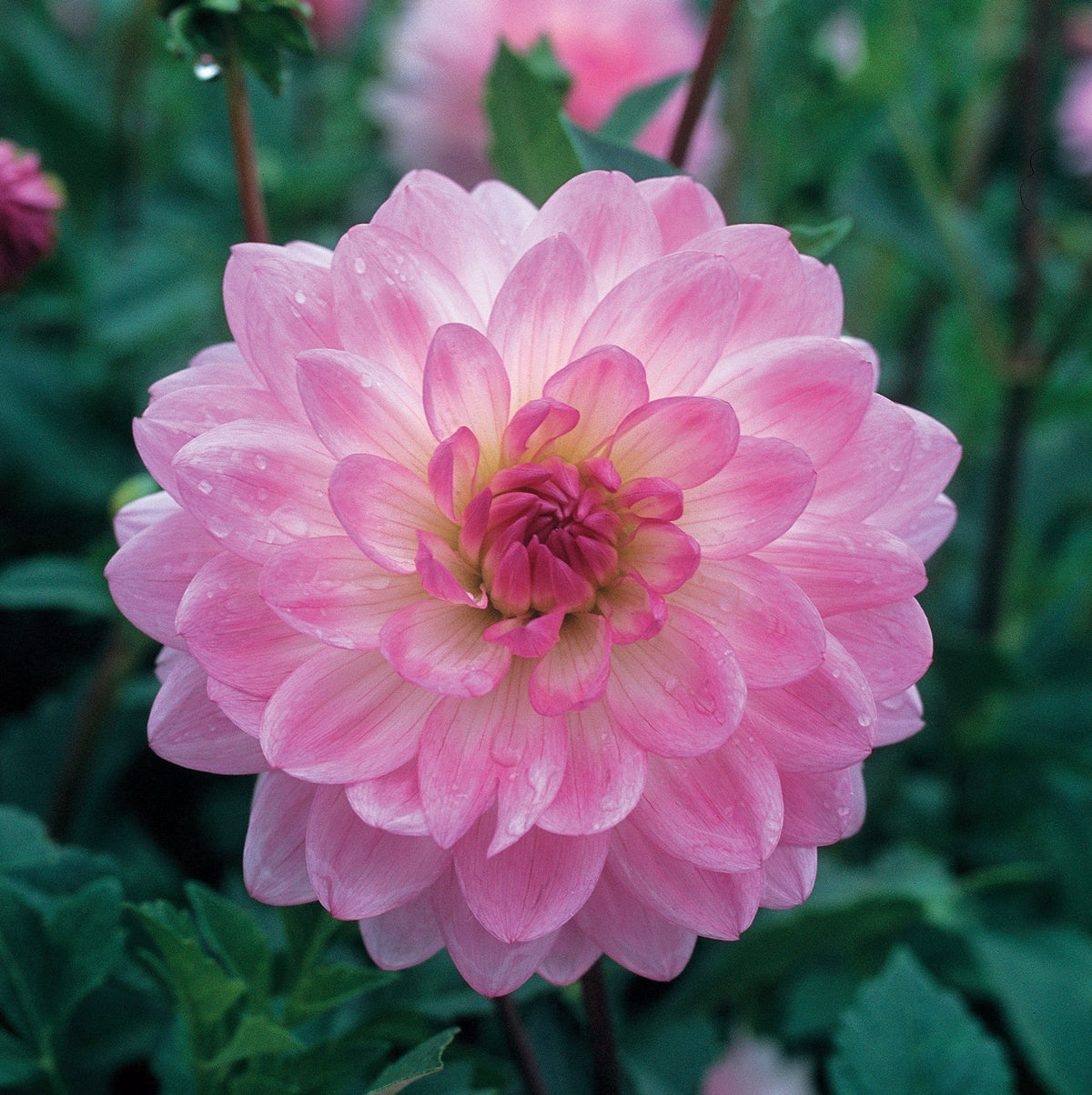 Hadeco Dahlia Decorative - Pink - 2 bulbs