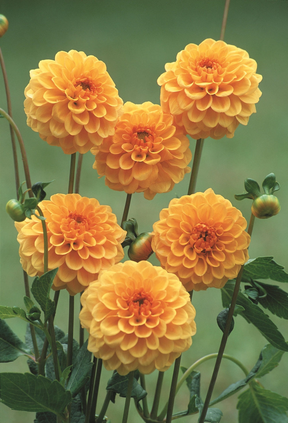 Hadeco Dahlia Pompon - Amusing - 2 bulbs