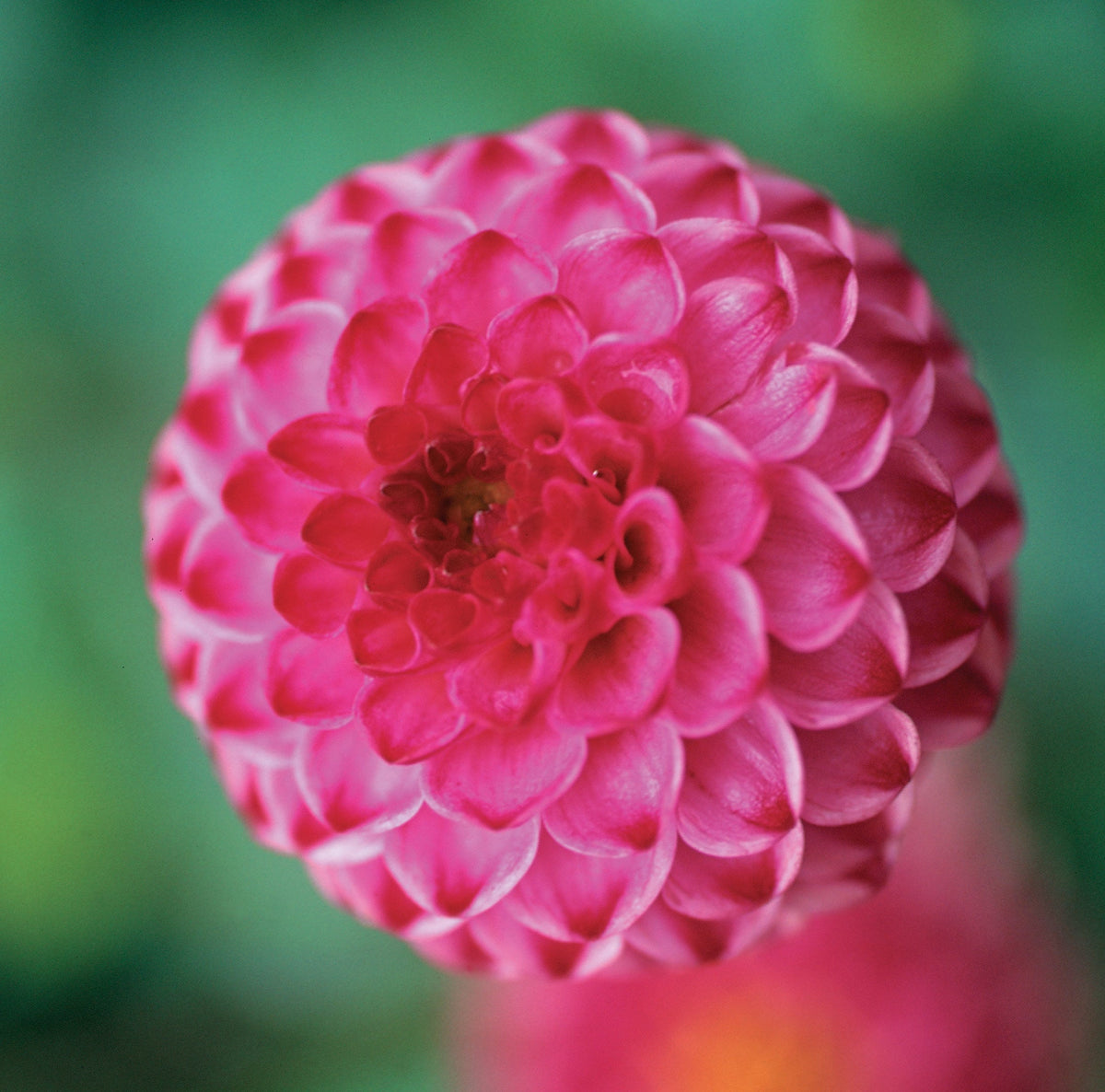 Hadeco Dahlia Pompon - Lolly Pop - 2 bulbs