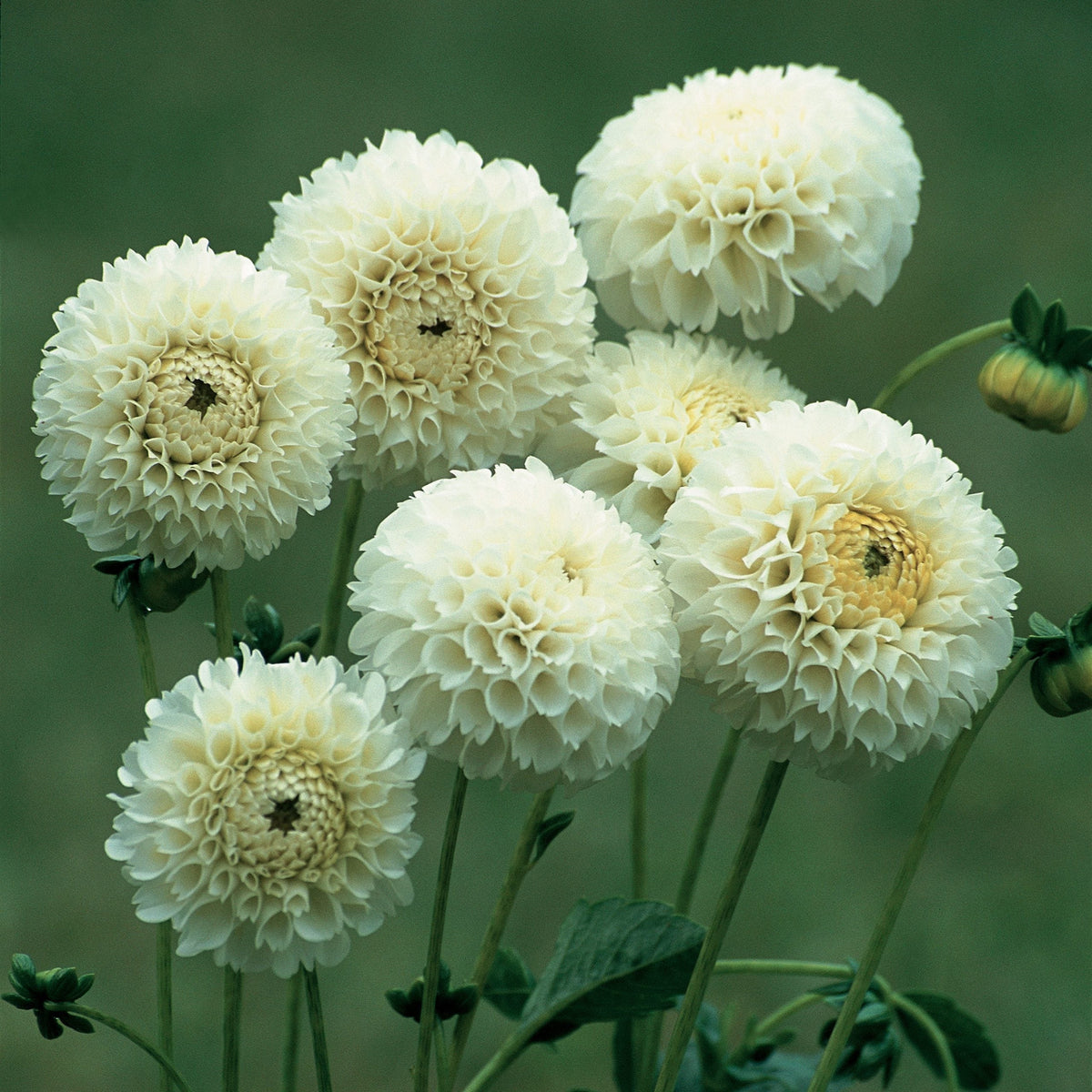 Hadeco Dahlia Pompon - Serenity- 2 bulbs