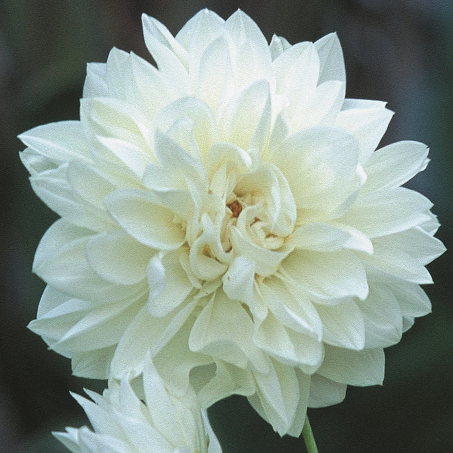Hadeco Dahlia Decorative - Snow Country - 1 bulb