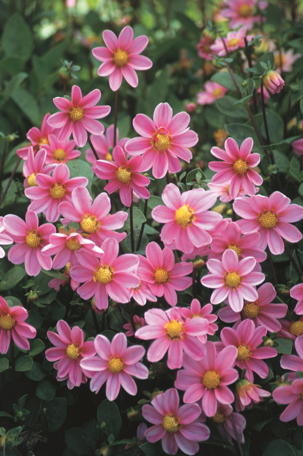 Hadeco Dahlia Top Mix - Rose - 2 bulbs