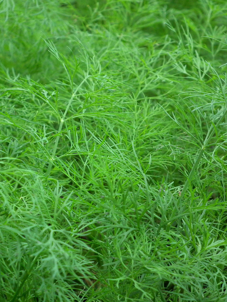 DILL COMMON