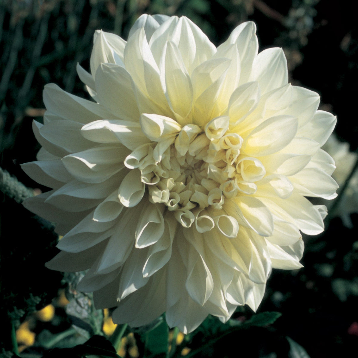 Hadeco Dahlia Dinner Plate - White Perfection - 1 bulb