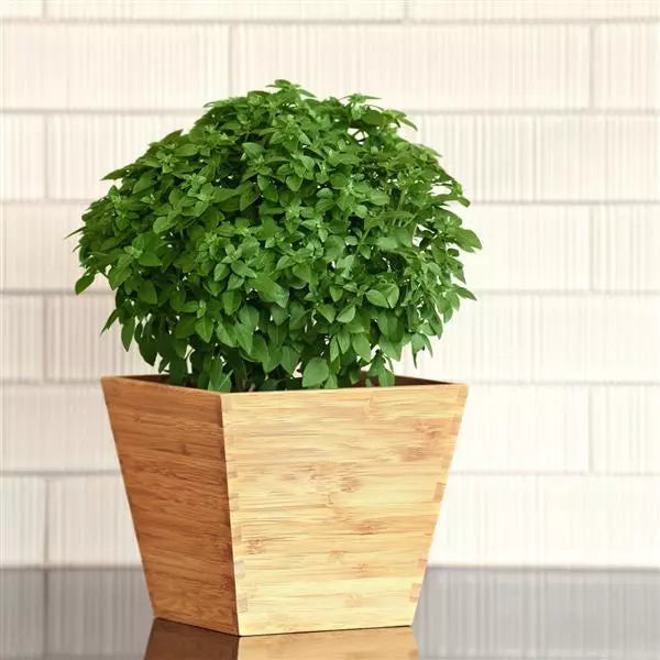 Ubuntuberg Basil Bonsai Seeds