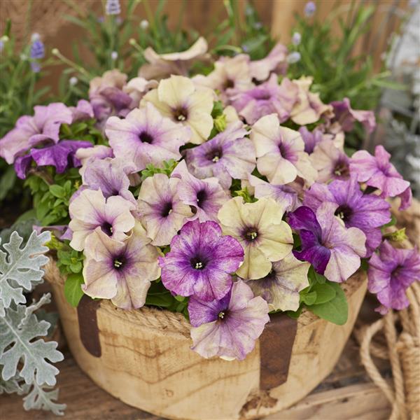 Ubuntuberg Petunia Shake Blueberry Seeds