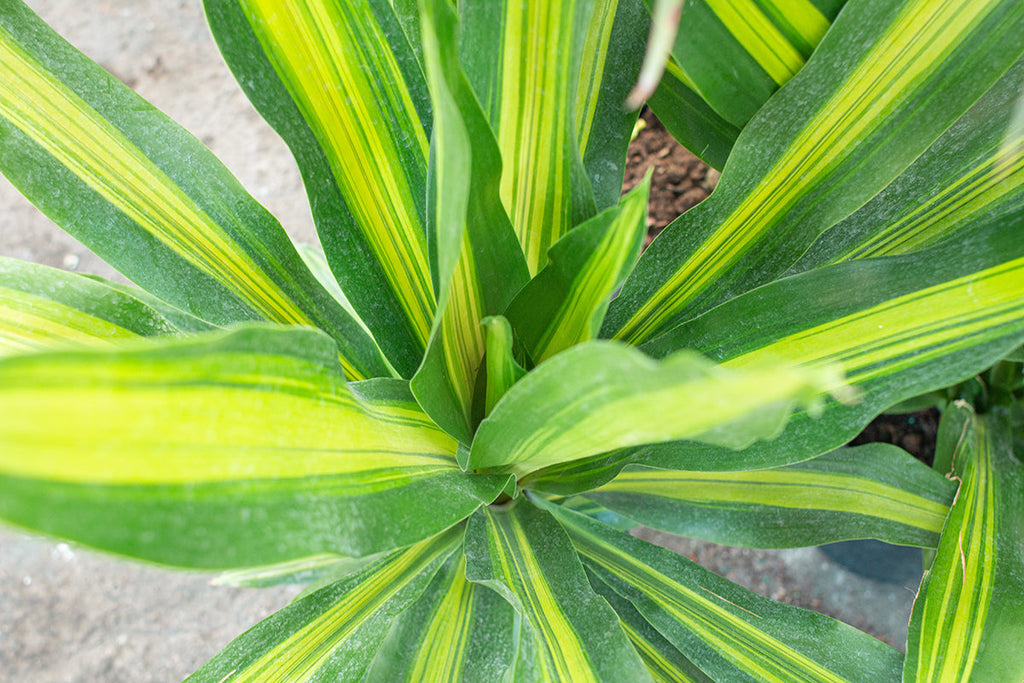 Dracaena Arborea Golden Heart