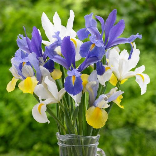 Hadeco Dutch Iris - Mixed - 50 bulbs pack