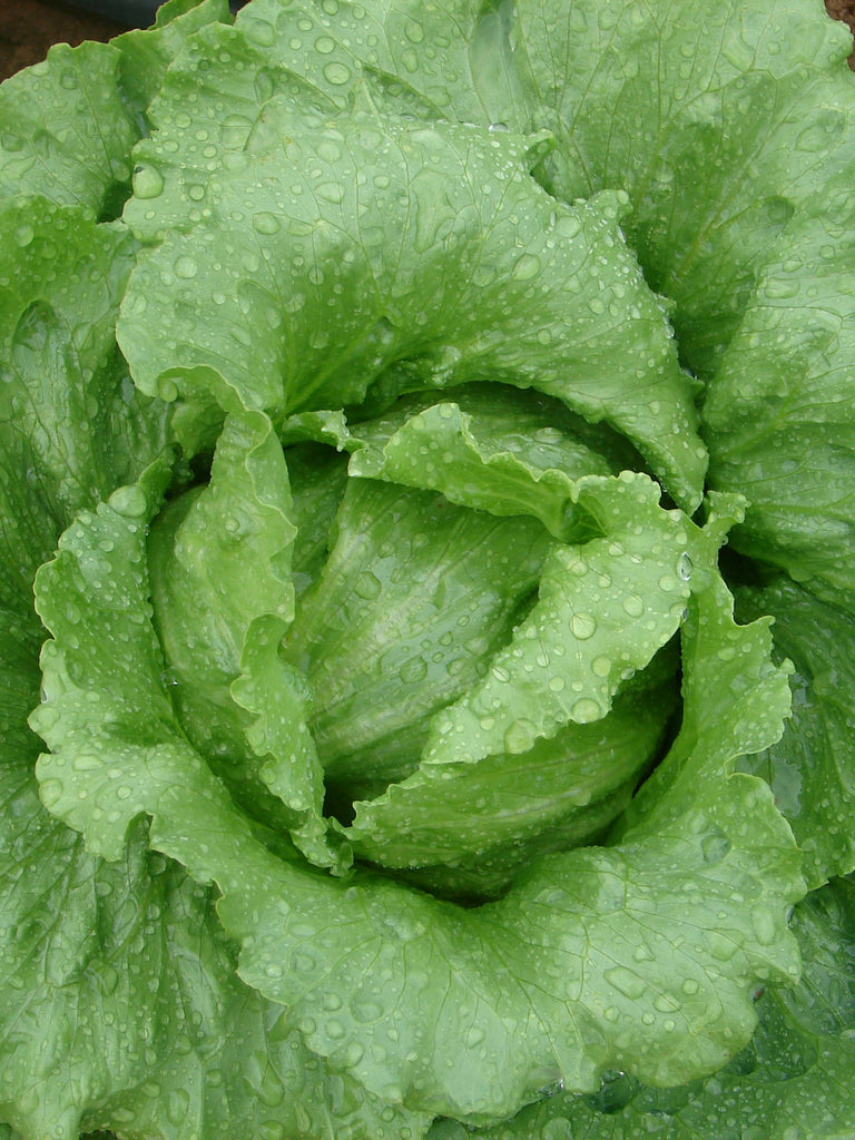 LETTUCE CRISP GREAT LAKES