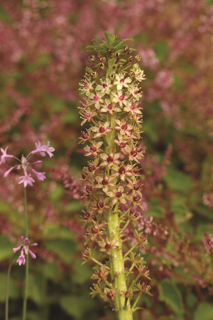 eucomis-pink-A4.jpg