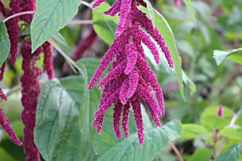 Cut Flower Seeds – GARDENING.co.za