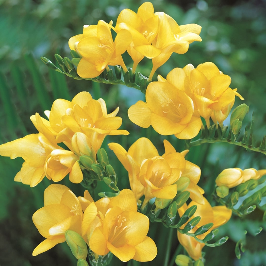 Hadeco Freesias - Yellow - 25 bulbs pack