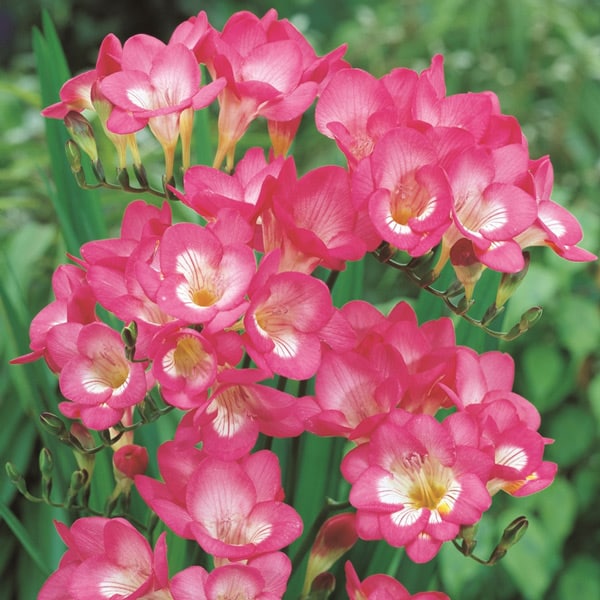 Hadeco Freesias - Pink - 25 bulbs pack