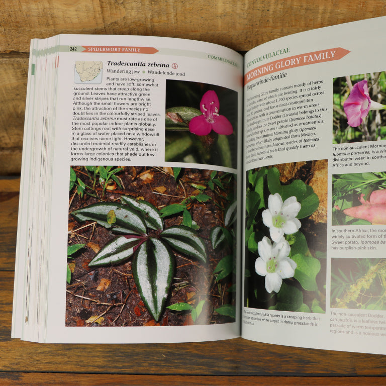 Field Guide to Succulents in Southern Africa-GARDENING.co.za
