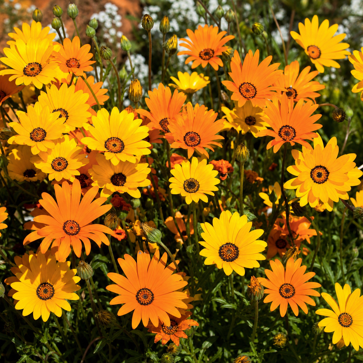 AFRICAN DAISY AURANTIACA MIX