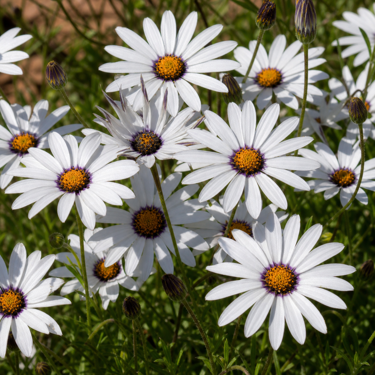 AFRICAN DAISY GLISTENING WHITE