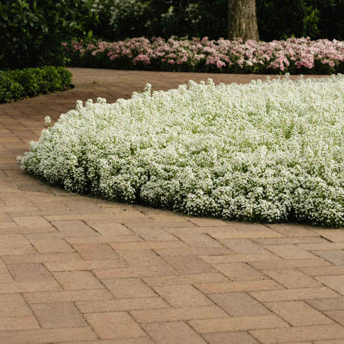 ALYSSUM CLEAR CRYSTAL WHITE