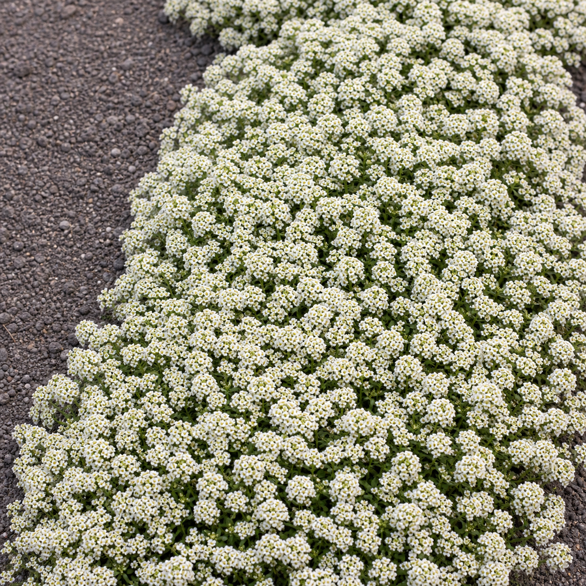 ALYSSUM SNOW CLOTH