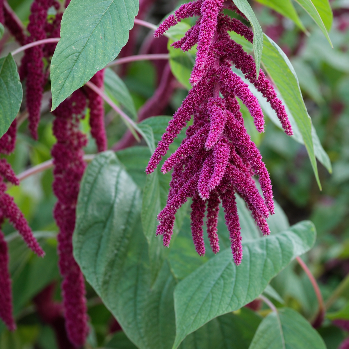 Amaranthus Caudatus Red