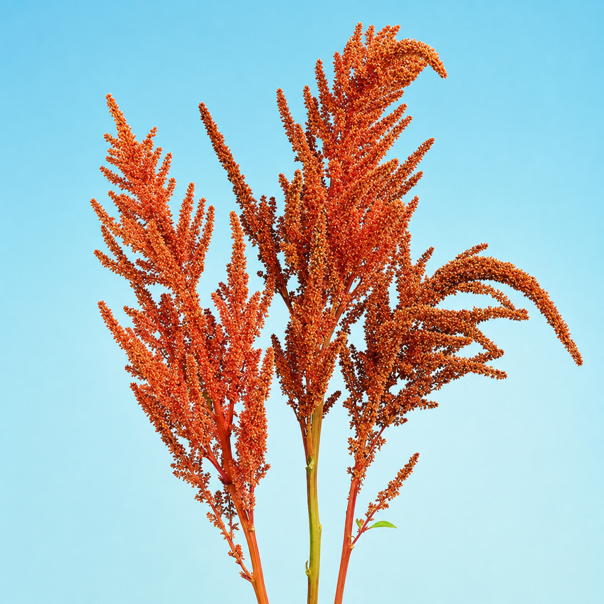 Amaranthus Hot Biscuit Seeds - Ubuntuberg Seeds product image