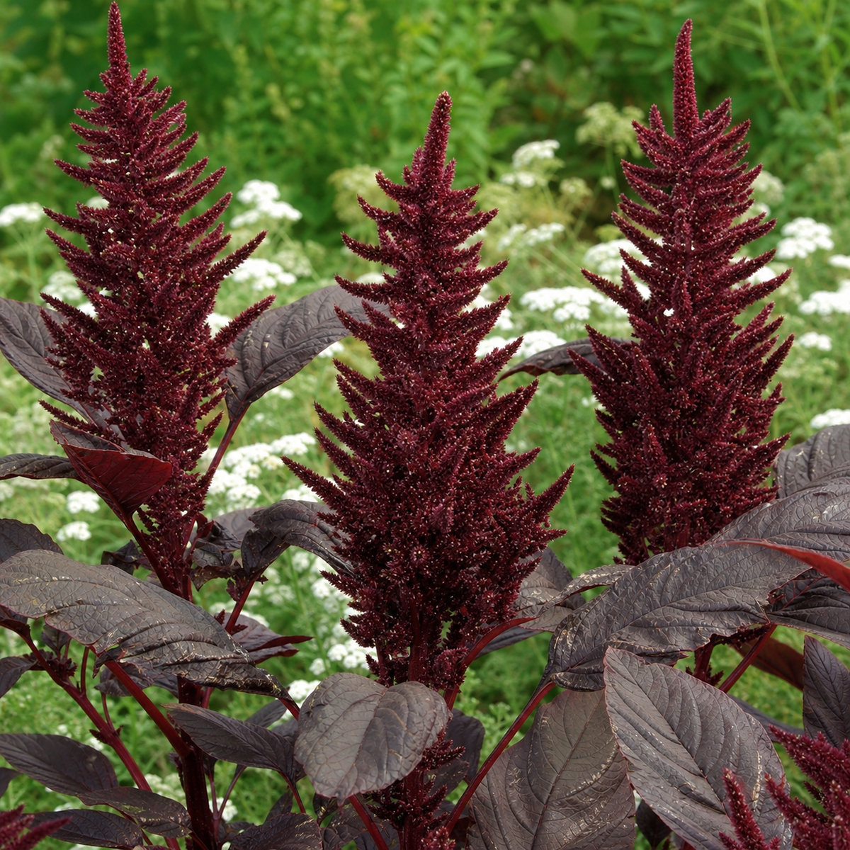 Amaranthus Velvet Curtains Seeds - Ubuntuberg Seeds product image