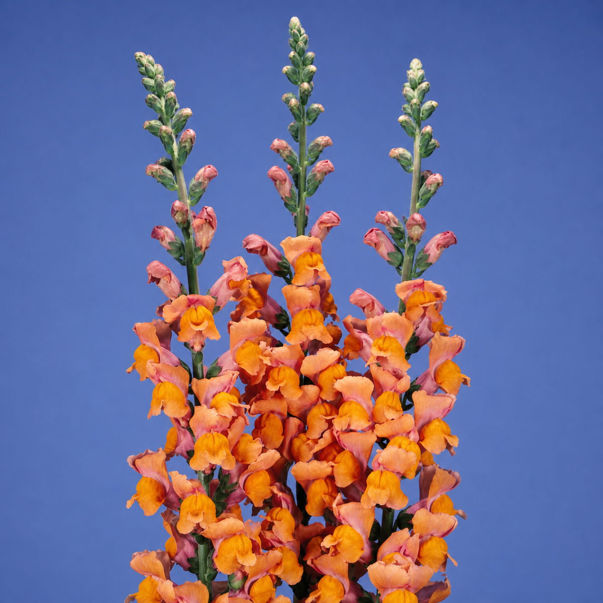 Antirrhinum Potomac Dark Orange Seeds - Ubuntuberg Seeds product image