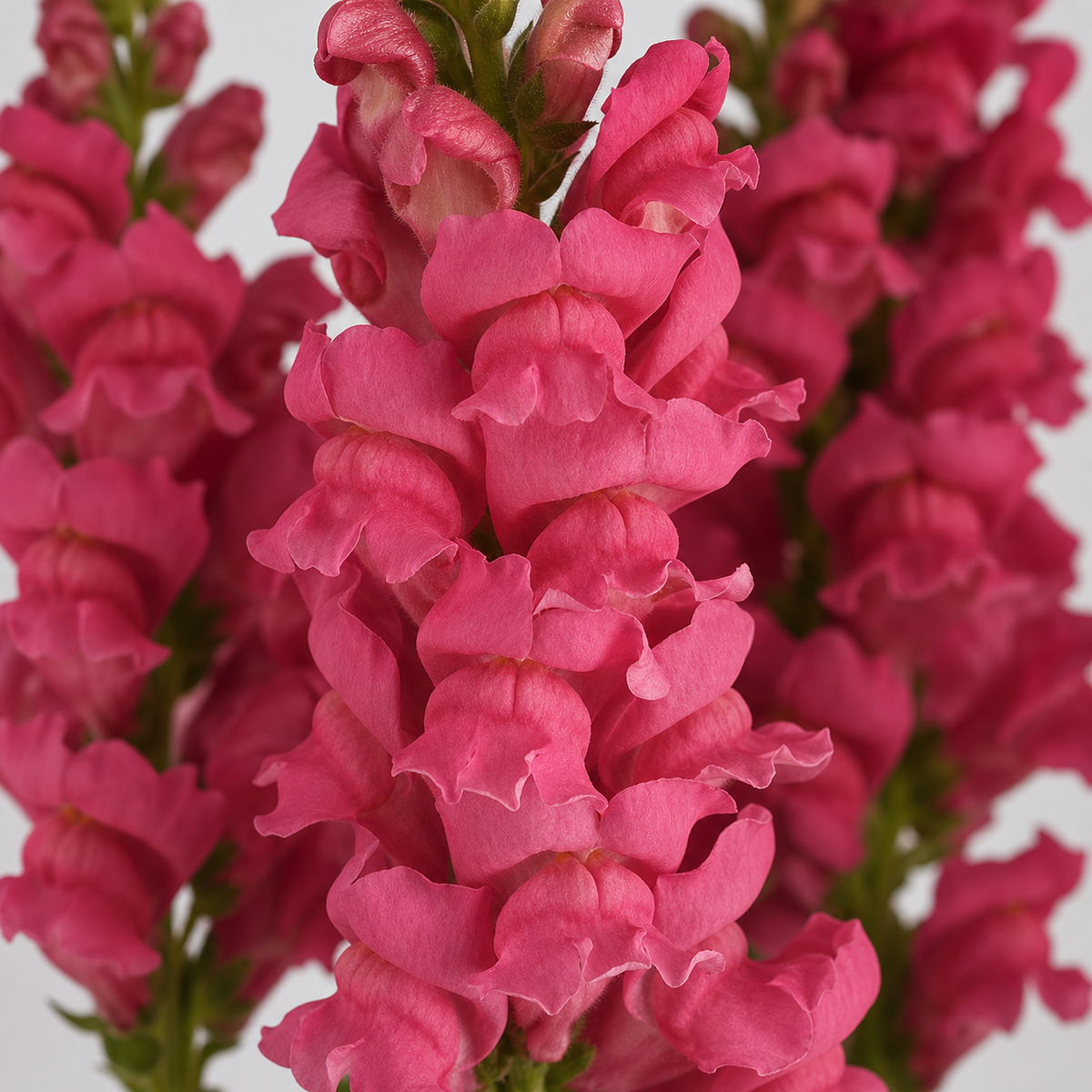 Antirrhinum Potomac Dark Pink Seeds - Ubuntuberg Seeds product image