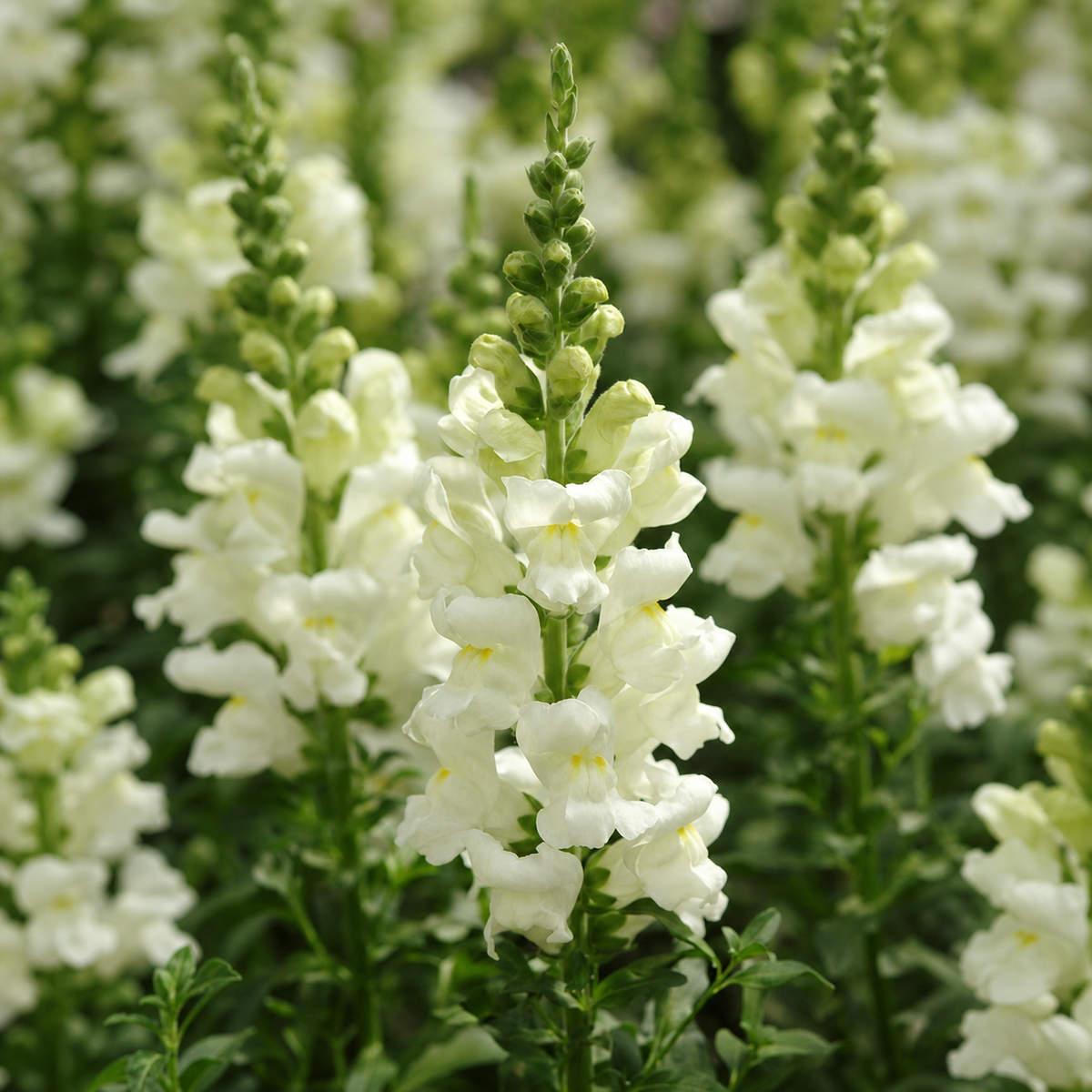Antirrhinum Potomac Ivory White Seeds - Ubuntuberg Seeds product image