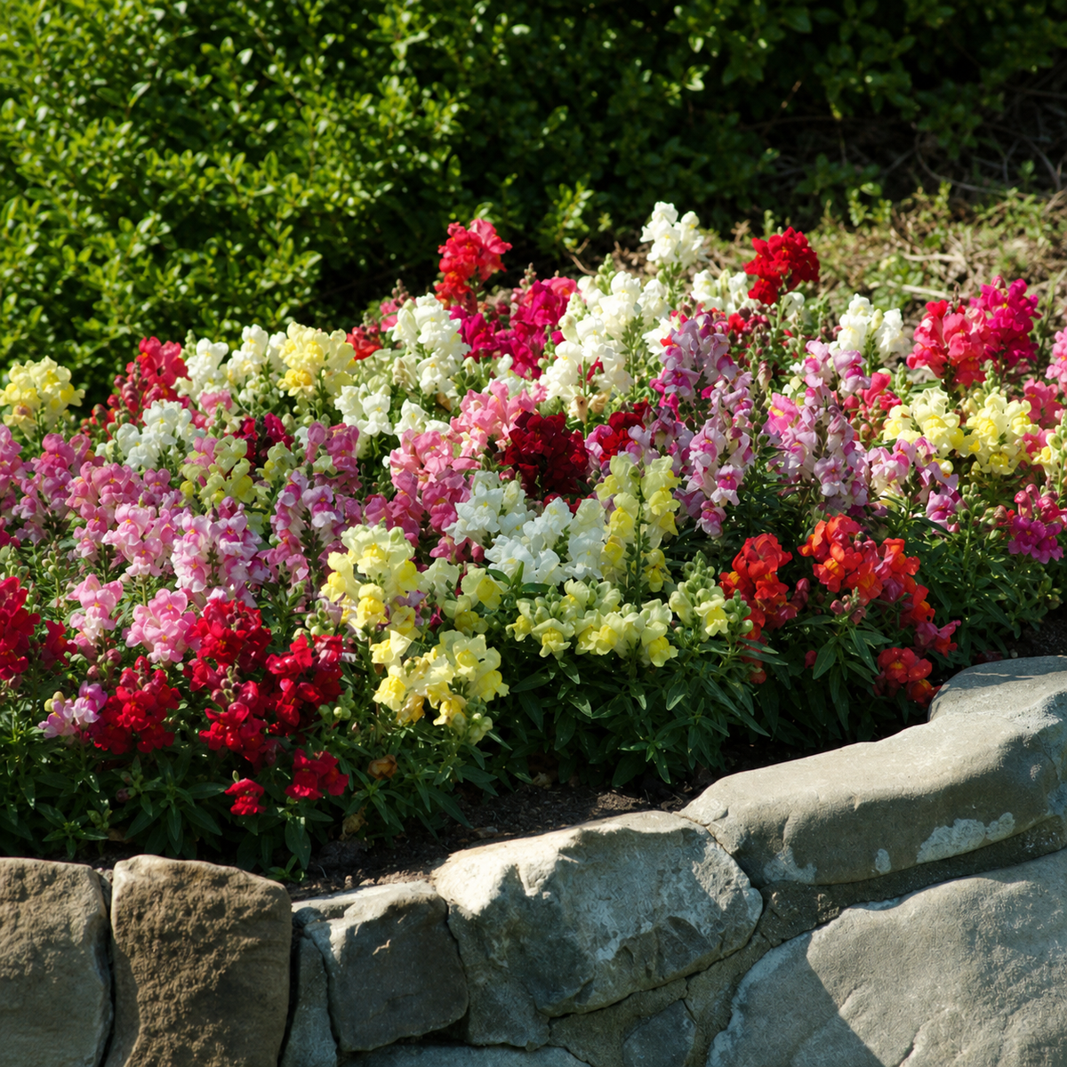 ANTIRRHINUM SNAPSHOT MIXTURE