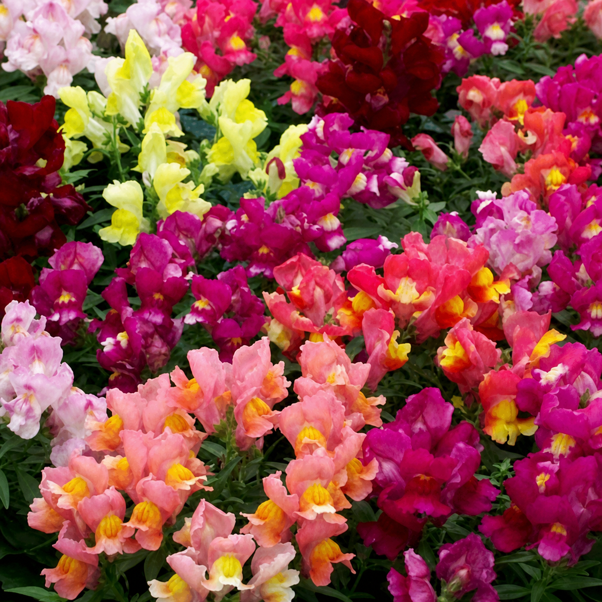ANTIRRHINUM TWINNY FORMULA MIX