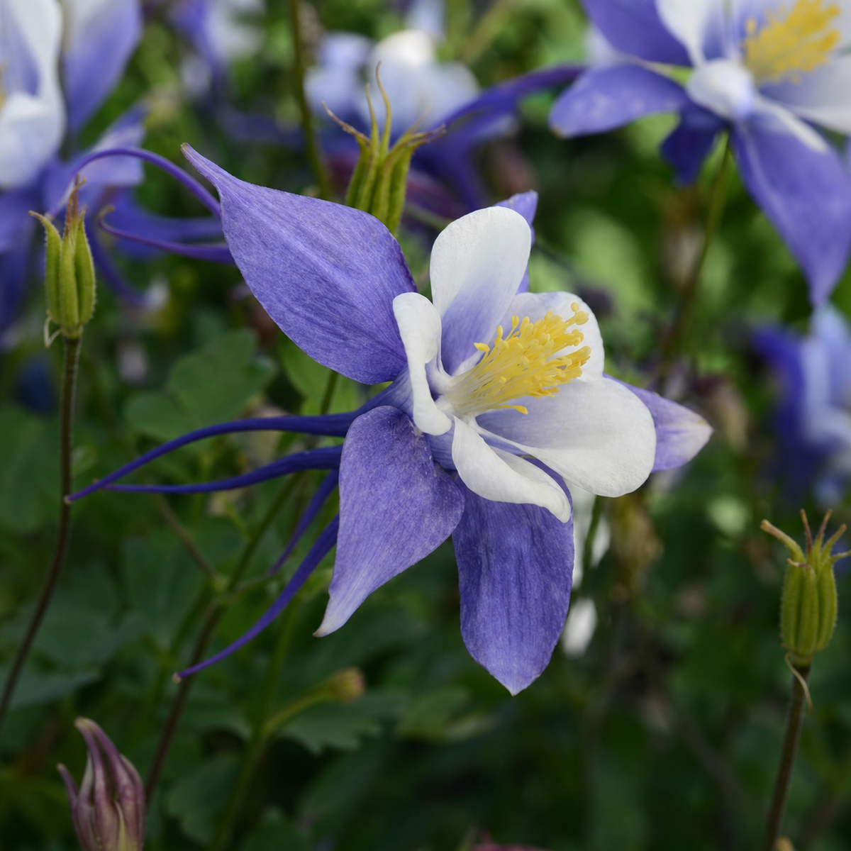 Aquilegia F1 Earlybird Blue White