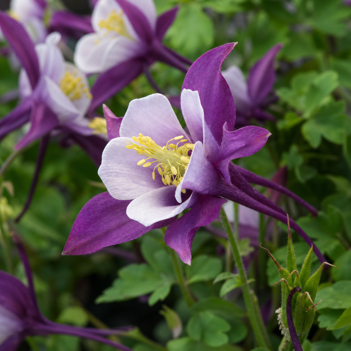 Aquilegia F1 Earlybird Purple White