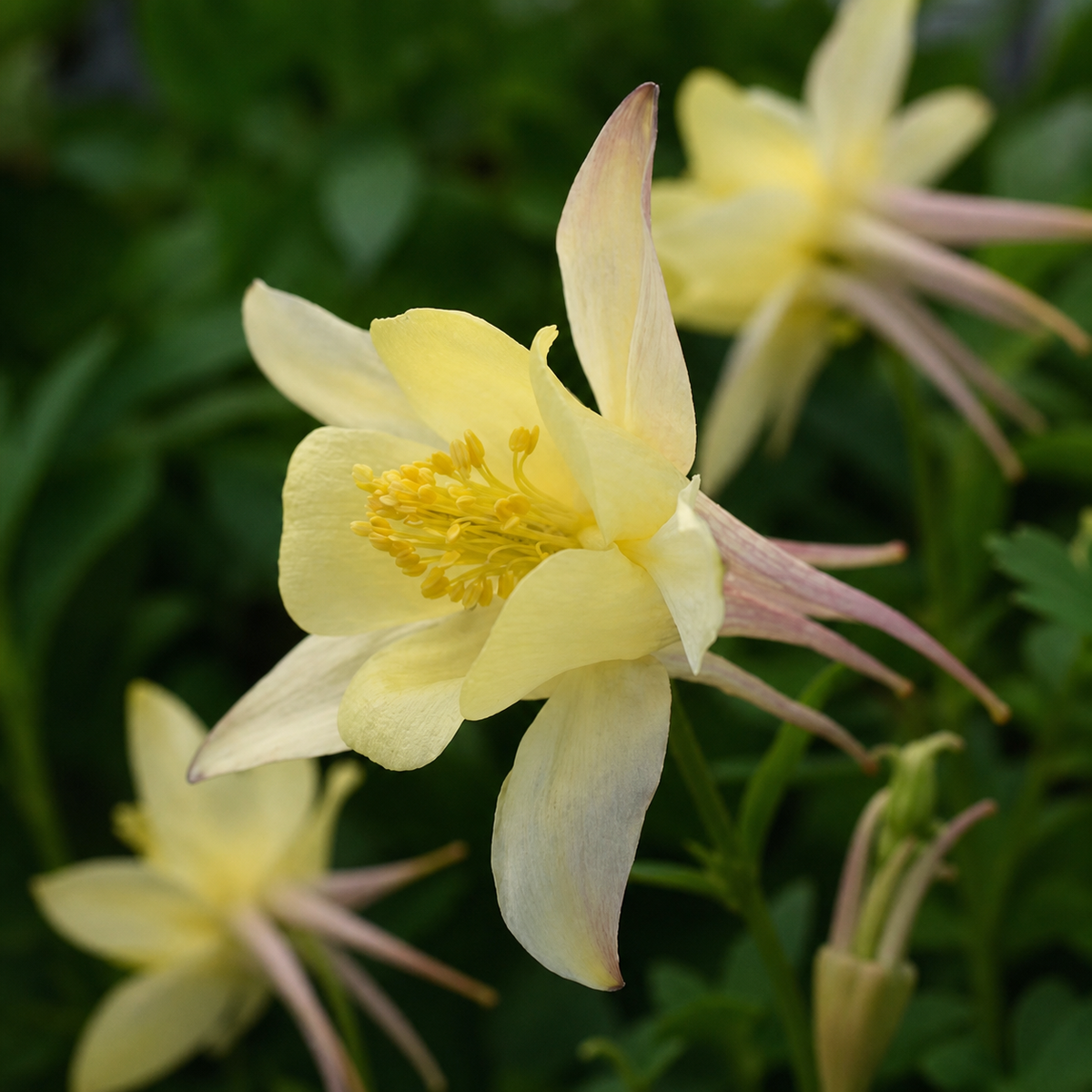 Aquilegia F1 Earlybird Yellow