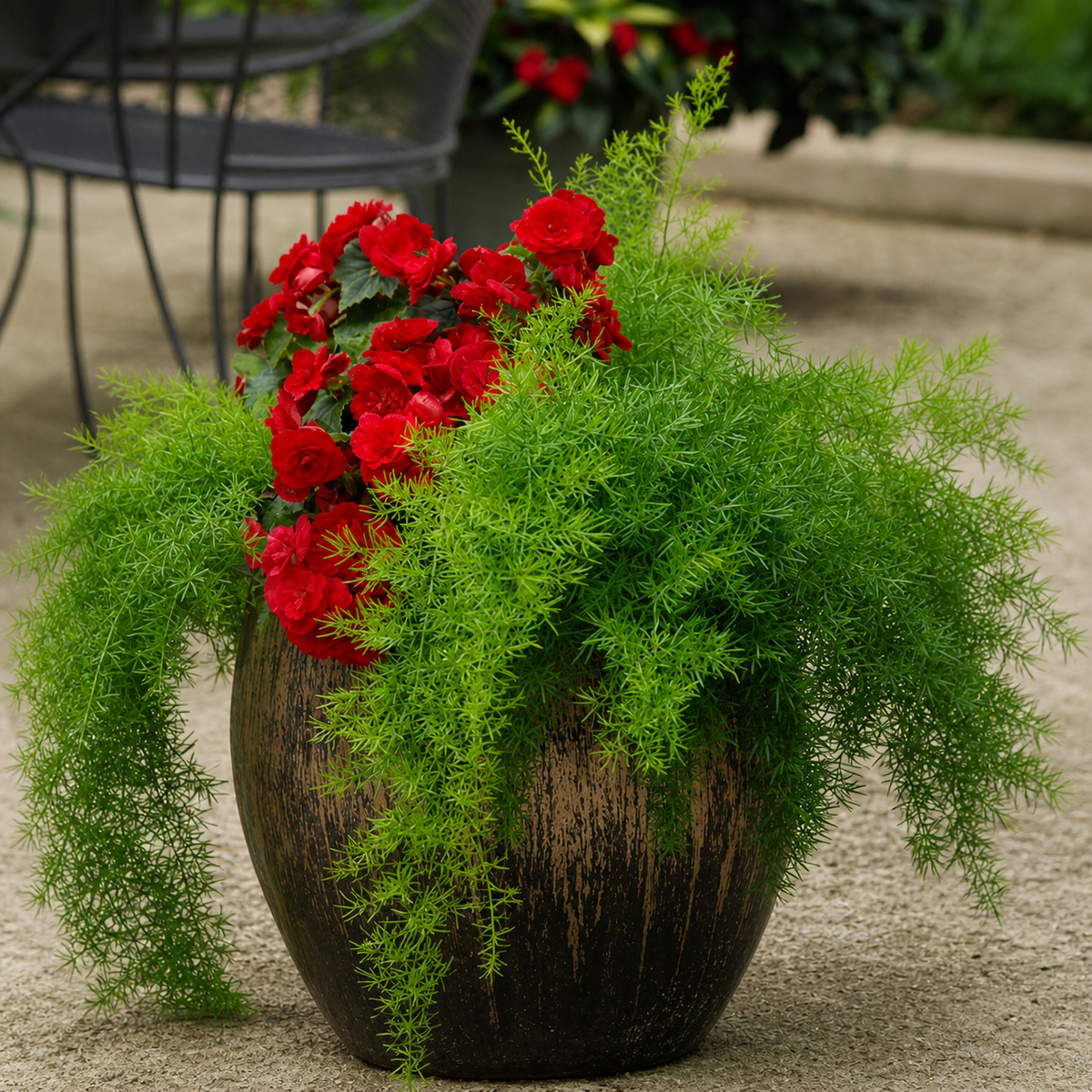 Asparagus Sprengerii Fuzzyfern Frizz Seeds - Ubuntuberg Seeds product image