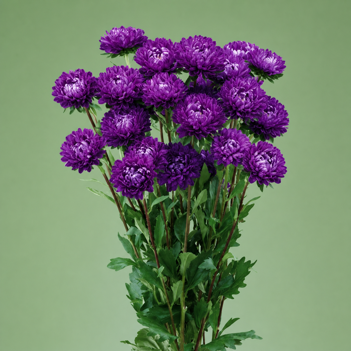Aster Optimo Deep Purple Seeds - Ubuntuberg Seeds product image
