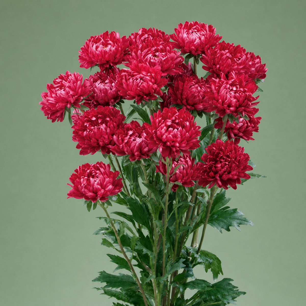 Aster Optimo Red Seeds - Ubuntuberg Seeds product image