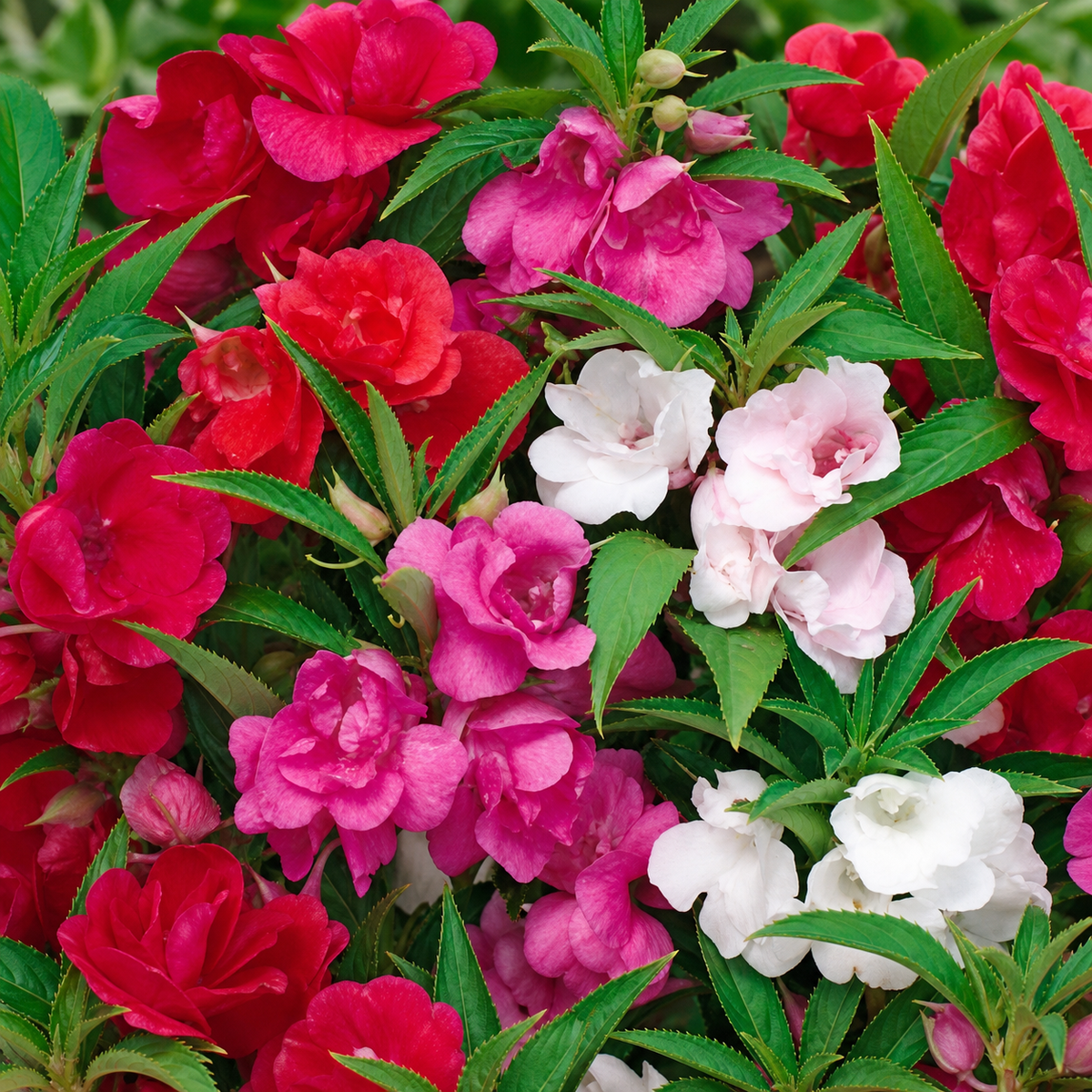 BALSAM TOM THUMB MIX
