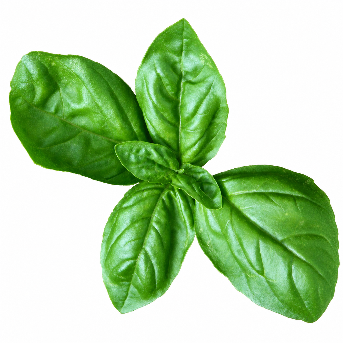 Basil Culinary Blend Seeds - Ubuntuberg Seeds product image