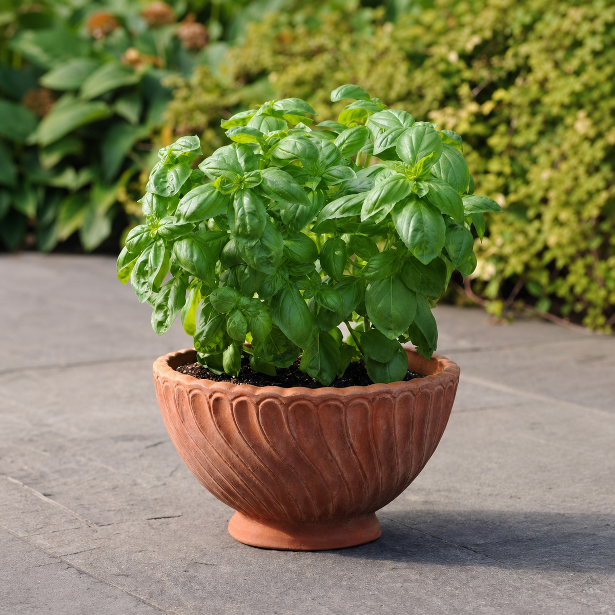 BASIL DOLCE FRESCA