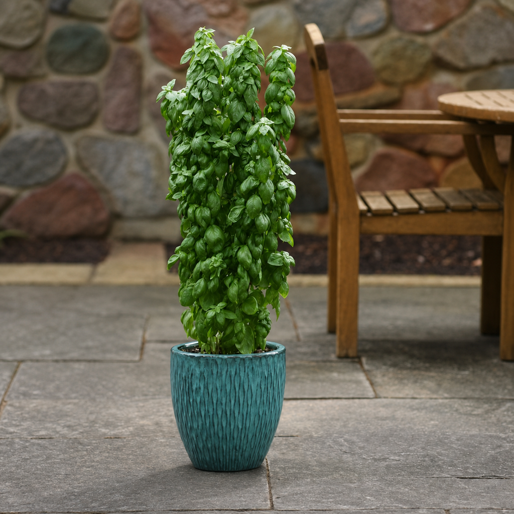 Herb Seeds – GARDENING.co.za