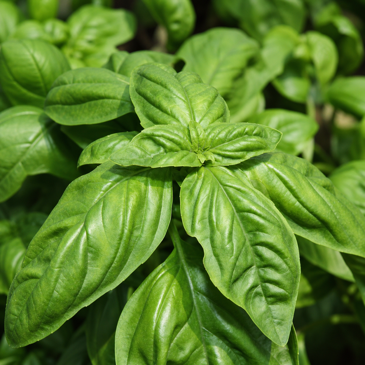 BASIL EVERLEAF GENOVESE